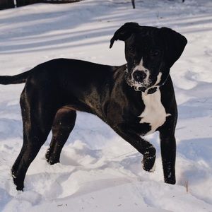 Meet your Posher, Maia